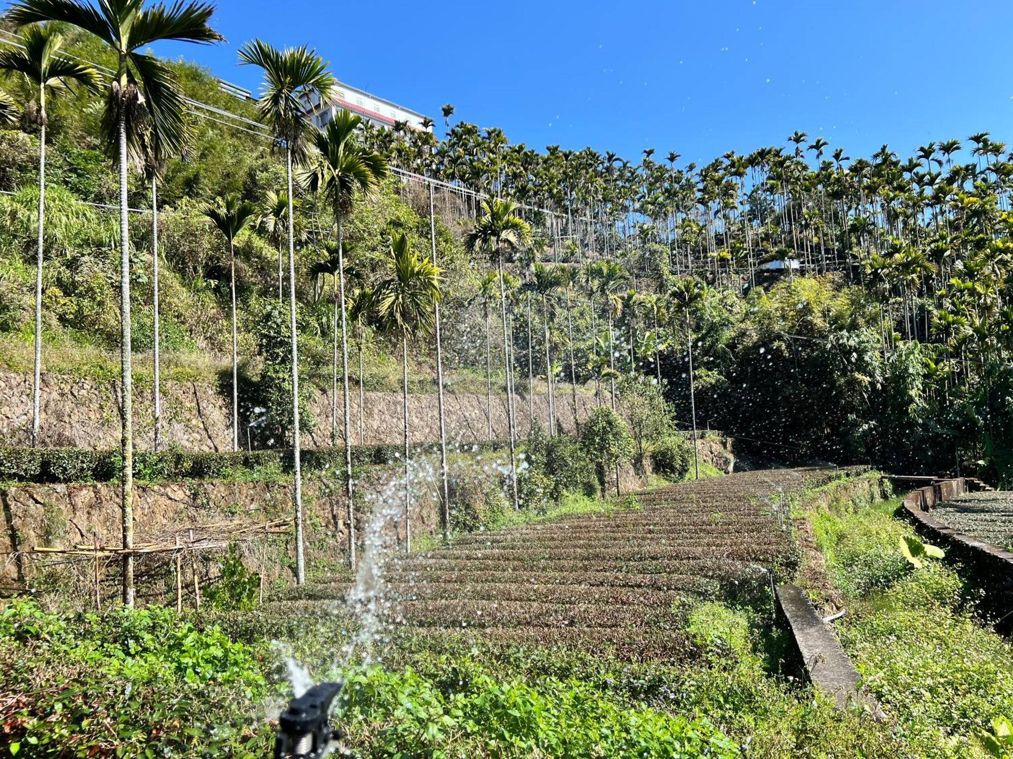De Ren Tea Gardens Daire Meishan Dış mekan fotoğraf