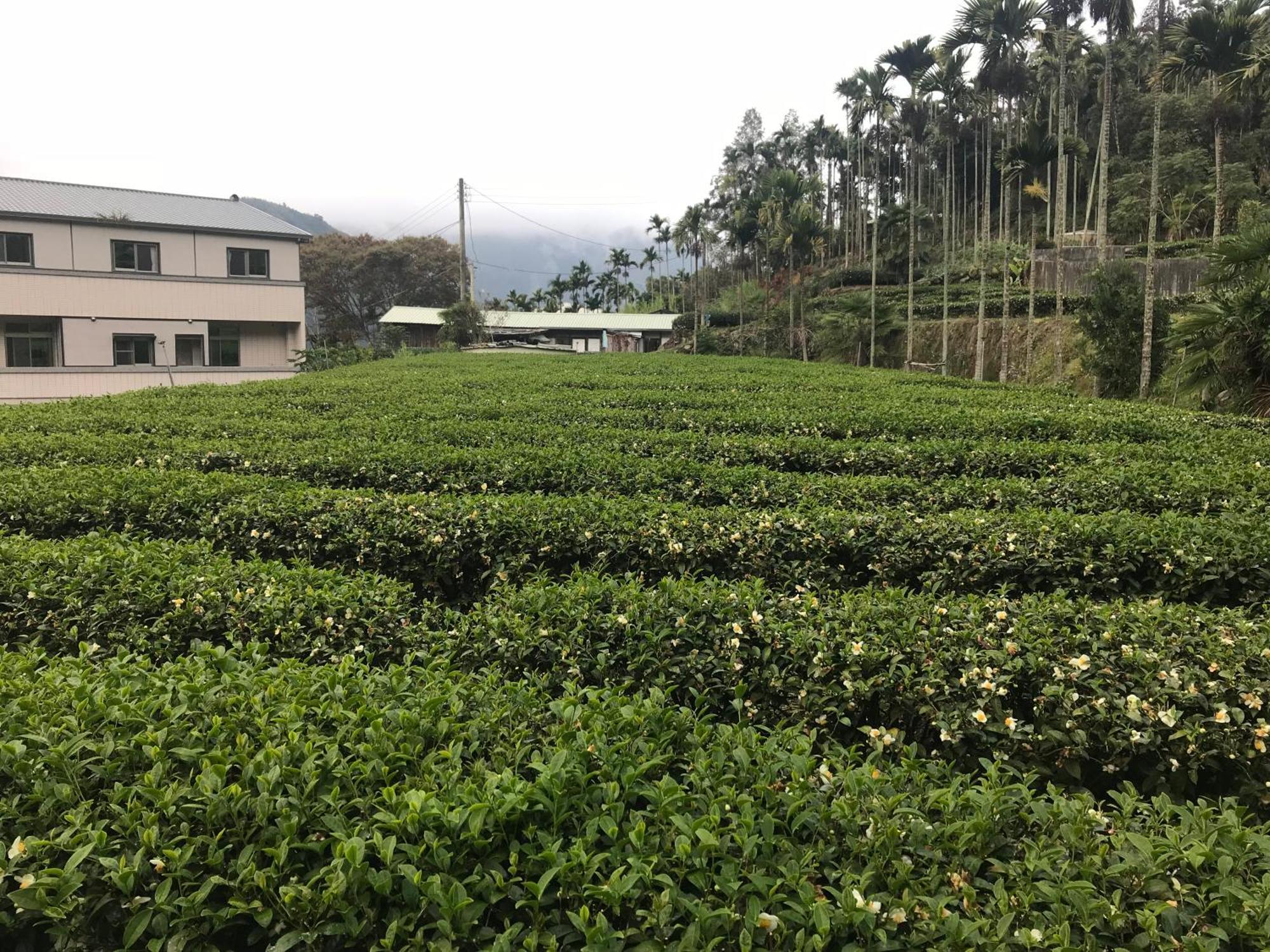 De Ren Tea Gardens Daire Meishan Dış mekan fotoğraf