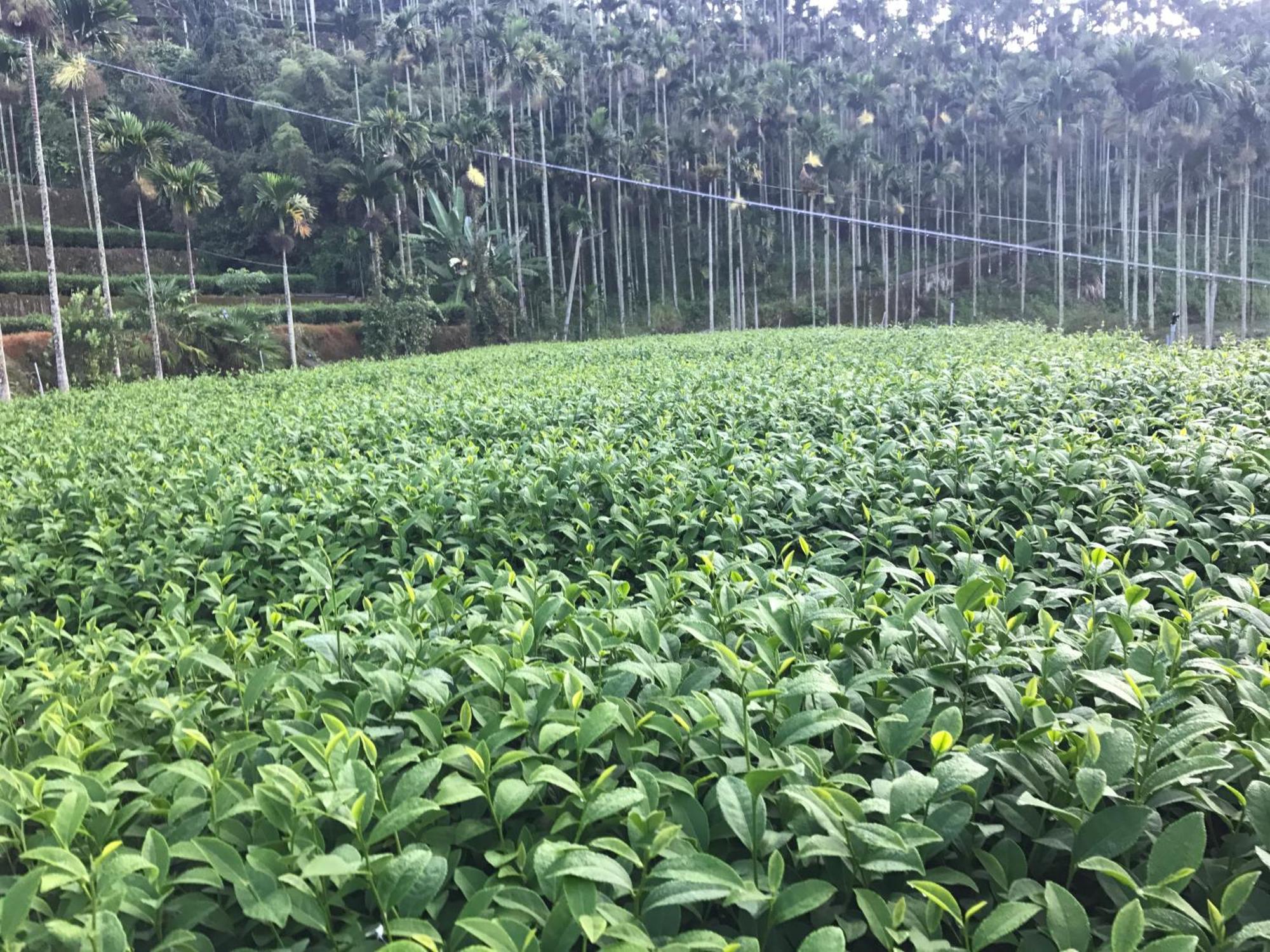 De Ren Tea Gardens Daire Meishan Dış mekan fotoğraf