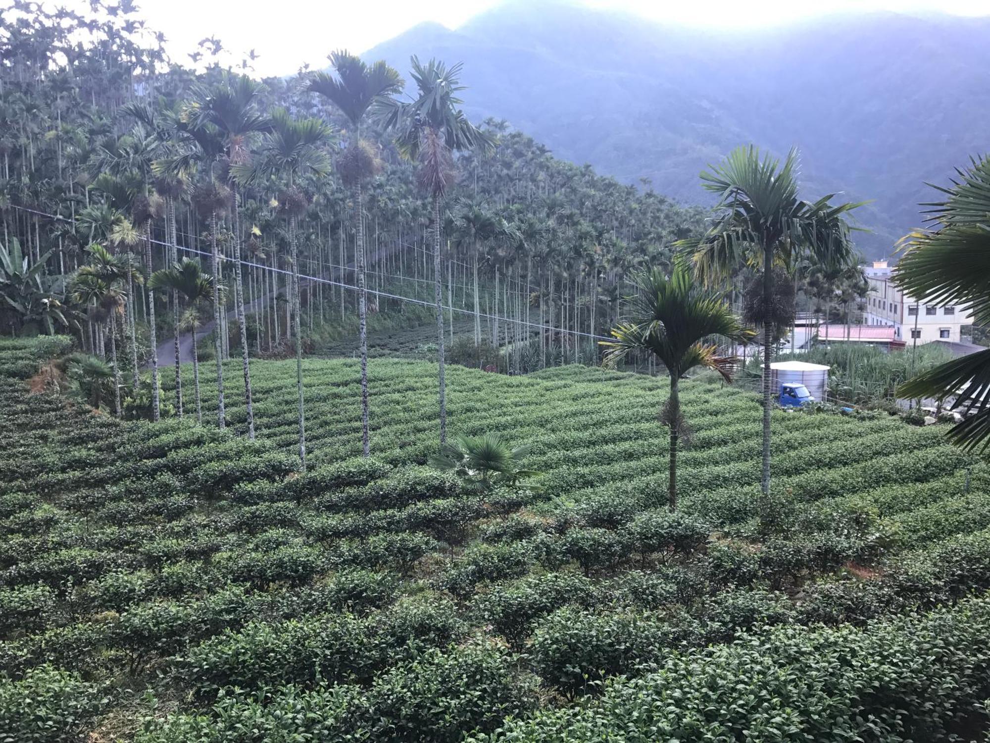 De Ren Tea Gardens Daire Meishan Dış mekan fotoğraf
