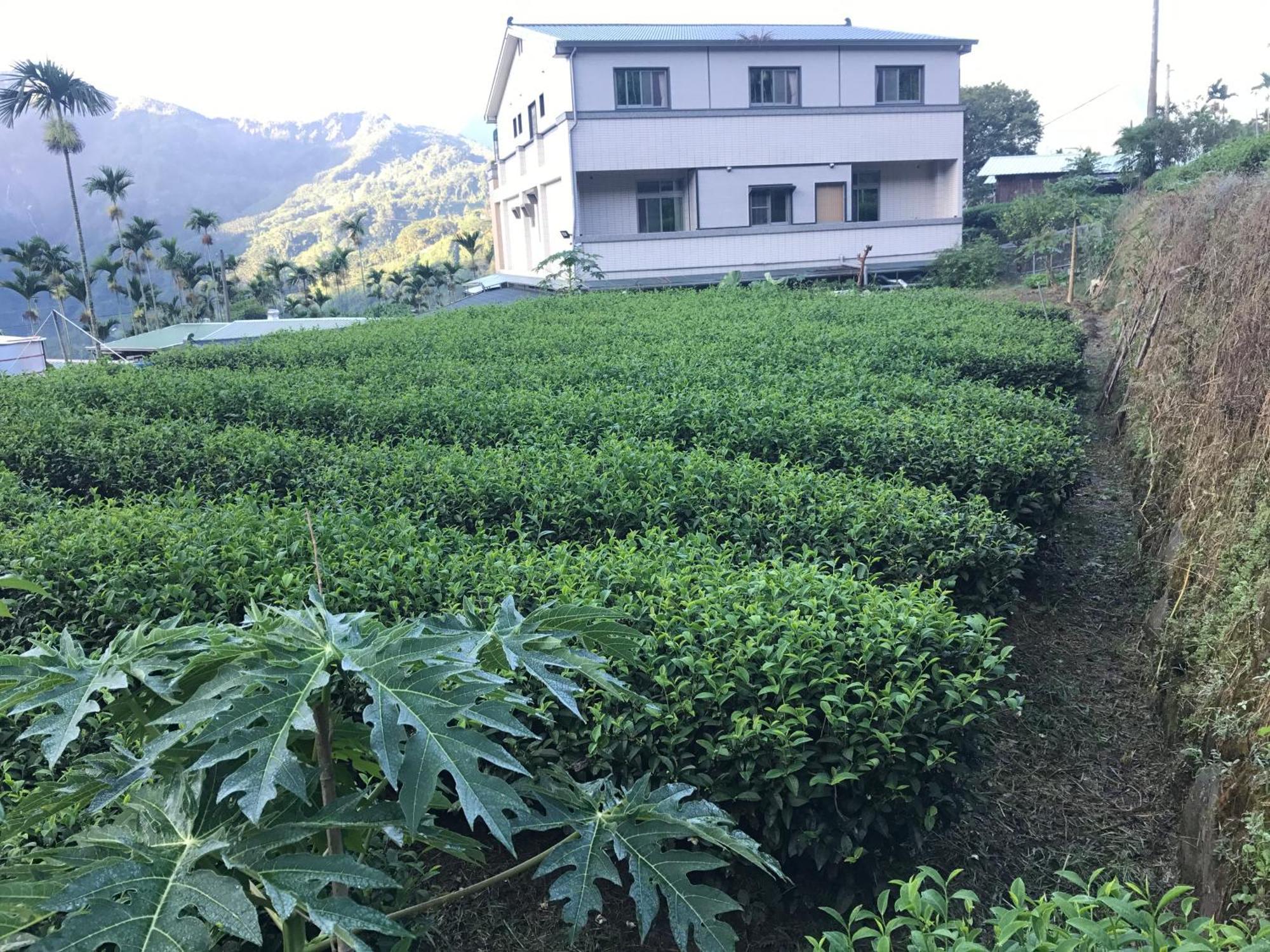 De Ren Tea Gardens Daire Meishan Dış mekan fotoğraf